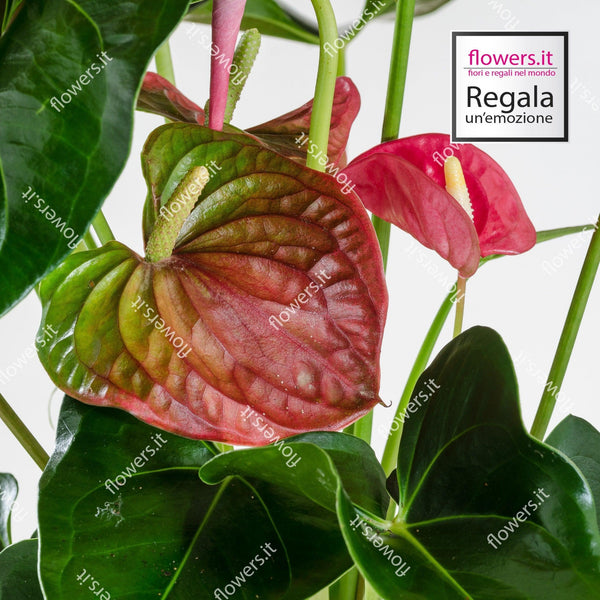 Order Anthurium Flower Online | Heart-Shaped Leaf Indoor Plants