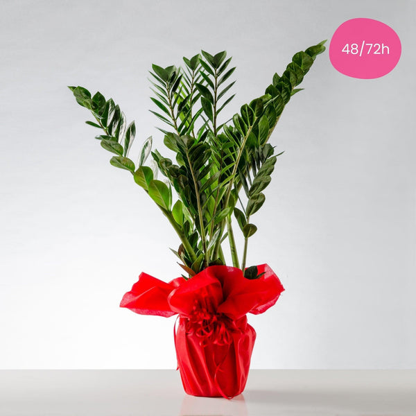 Zamia Pianta Decorativa per Interni