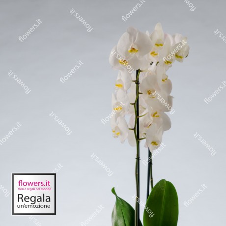 NOBILTA' - Orchidea...
