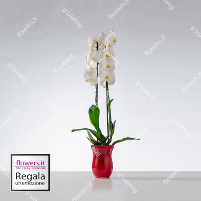NOBILTA' - Orchidea...