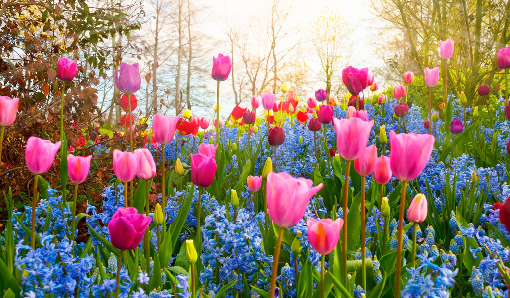 Flowers at home: the perfect gift for the person you love