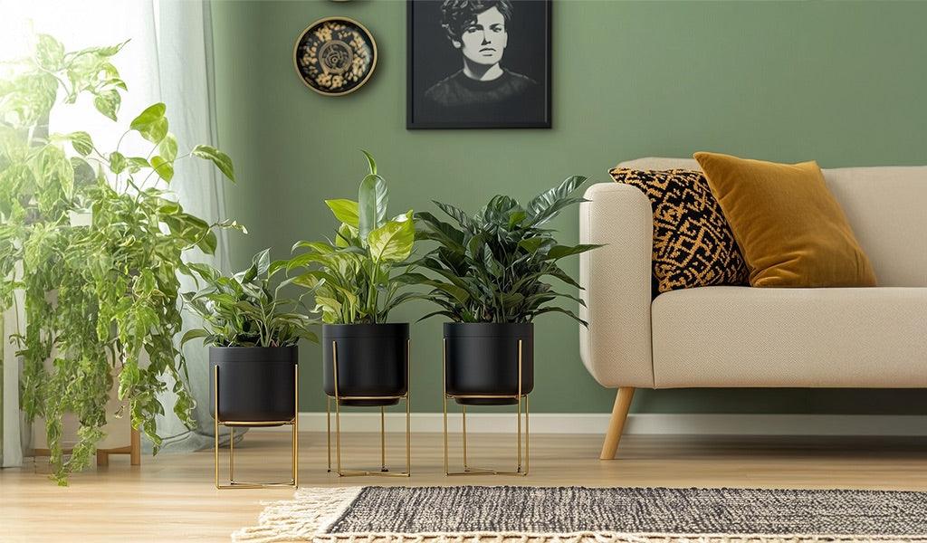 Benefits of Flowers in the Home: How They Improve Your Mood and Air Quality