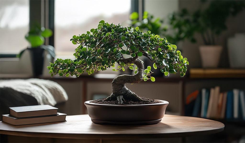 Il Significato del Bonsai e del Ficus Ginseng: Un Viaggio nel Simbolismo e nella Spiritualità