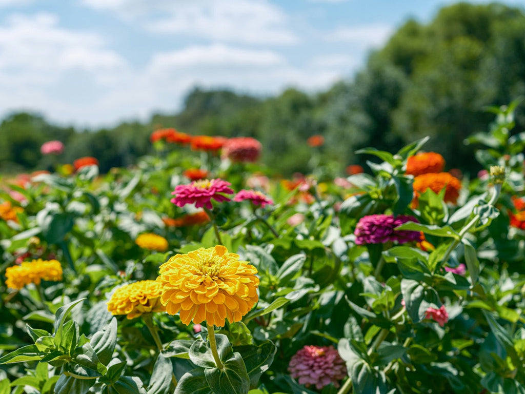 Come Far Durare i Fiori Estivi: Trucchi e Segreti