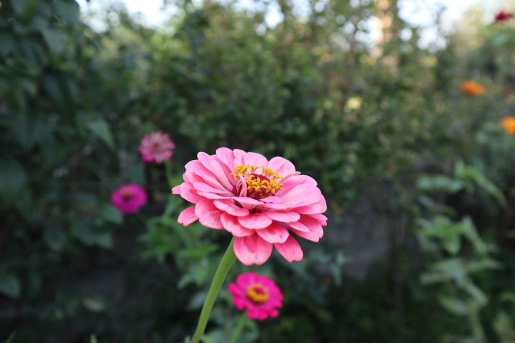 I Fiori Che Simboleggiano la Rinascita: Significato e Usi a Settembre