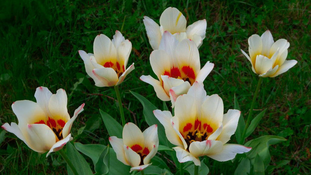 Bulbi d'Autunno: Cosa Piantare a Settembre per una Primavera Fiorita