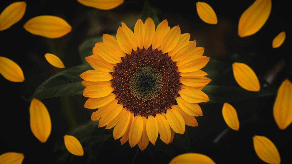 Girasoli: Il Fiore Estivo Più Amato in Italia