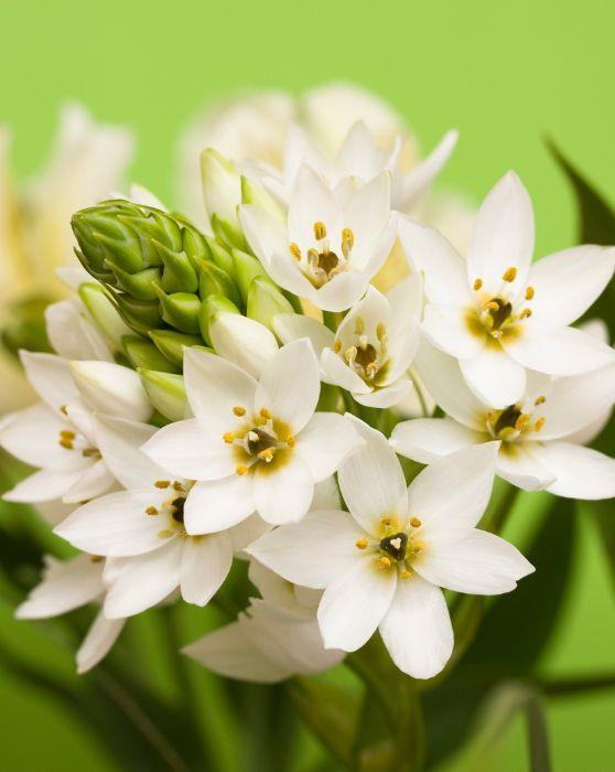 Ornithogalum Bouquet Original Flowers At Home Delivery Flowers ornithogalum-bouquet-original-flowers-at-home-delivery-flowers