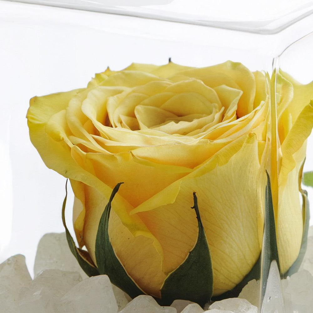 Rosa gialla stabilizzata in box. | Consegna Fiori a Domicilio per ANNIVERSARI, Compleanni, Compleanno, Festa del Papà, Festa della Donna