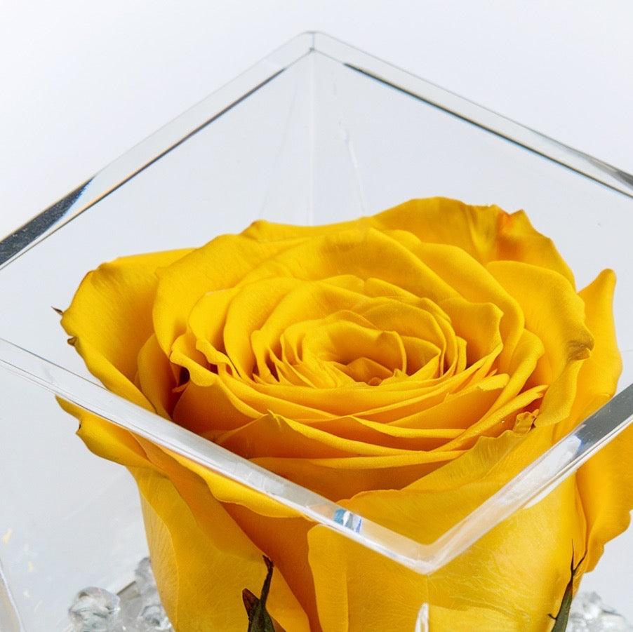 Rosa gialla stabilizzata in box. | Consegna Fiori a Domicilio per ANNIVERSARI, Compleanni, Compleanno, Festa del Papà, Festa della Donna