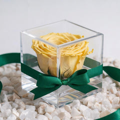 The Stabilized Yellow Rose: an eternal treasure chest of emotion
