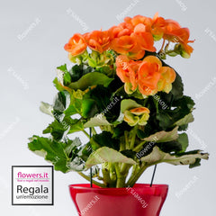 IL BUON AUSPICIO - Begonia
