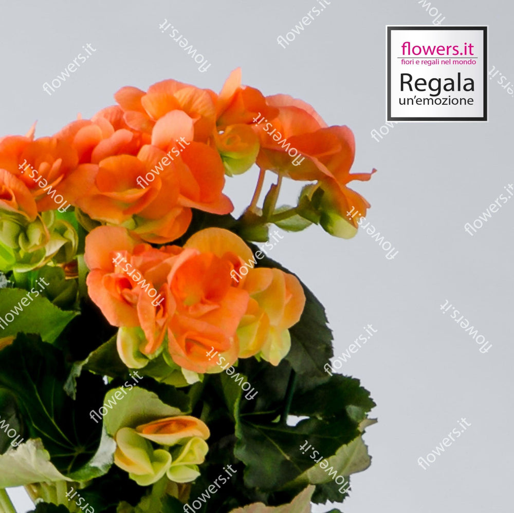 IL BUON AUSPICIO - Begonia - Pianta di begonia fiorita. | Flowers Delivery Consegna Fiori a Domicilio