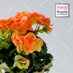 IL BUON AUSPICIO - Begonia
