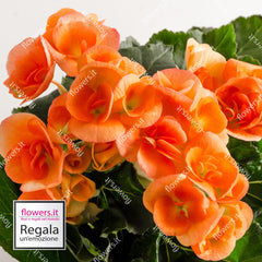 IL BUON AUSPICIO - Begonia