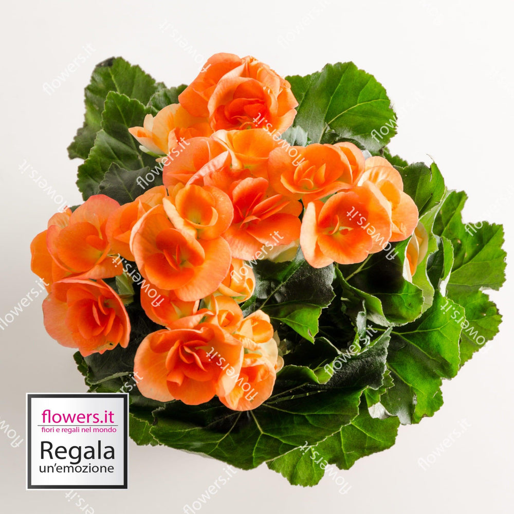 IL BUON AUSPICIO - Begonia - Pianta di begonia fiorita. | Flowers Delivery Consegna Fiori a Domicilio