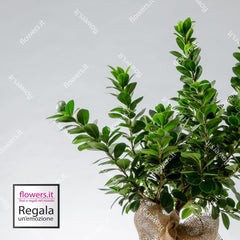 PEACE - Indoor Ginseng Bonsai