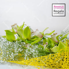 PRECIOUS GOLD - Cymbidium, Green Orchid