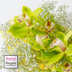 PRECIOUS GOLD - Cymbidium, Green Orchid