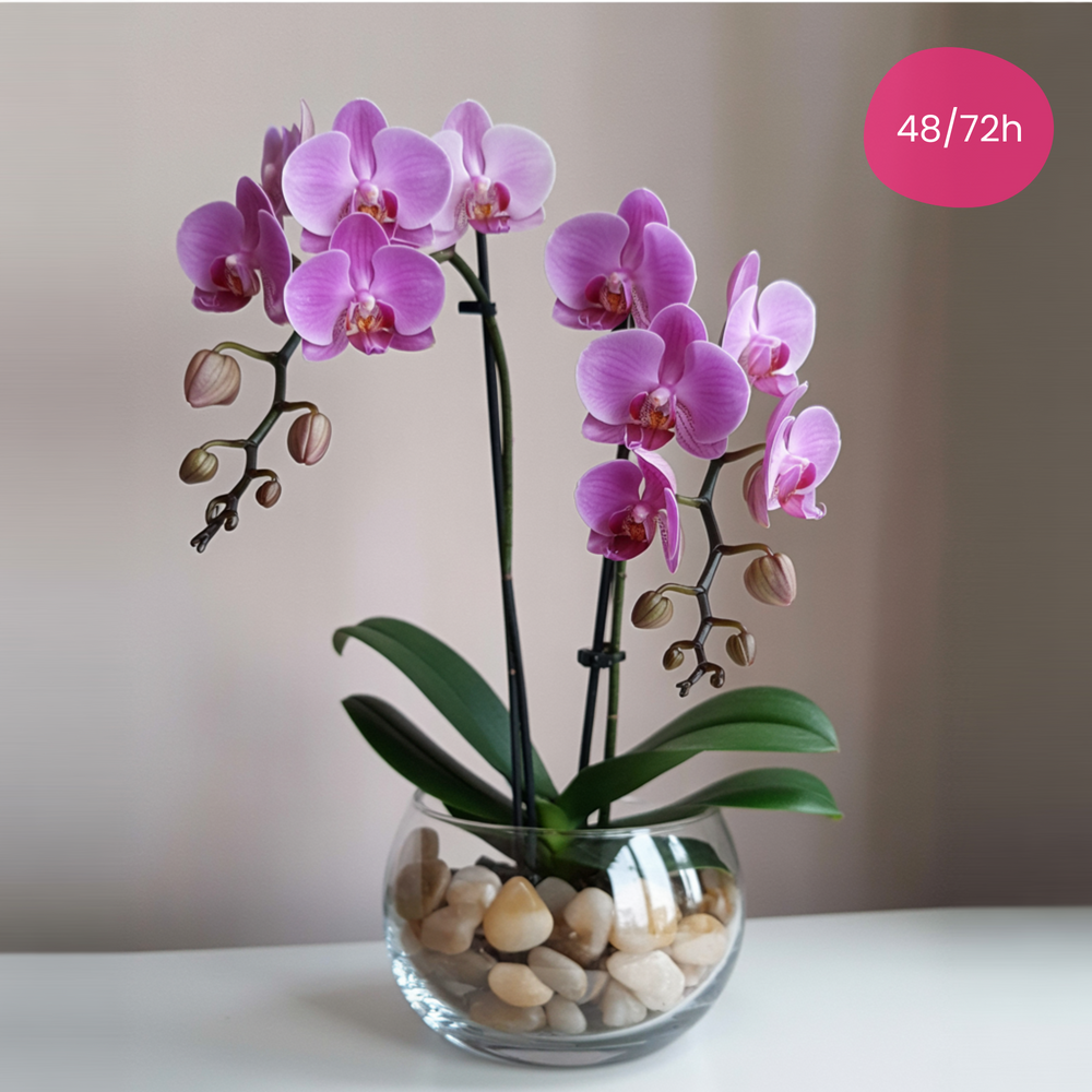 Doppia Orchidea Rosa in Vaso Semplice | Consegna Fiori a Domicilio per ANNIVERSARI, Compleanno, Festa del Papà, Festa della Donna, Festa della mamma, MATRIMONIO, Nascita, Pasqua, RINGRAZIAMENTI, SAN VALENTINO