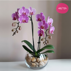 ETERNA ELEGANZA – Doppia Orchidea Rosa in Vaso
