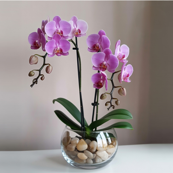 Doppia Orchidea Rosa in Vaso Semplice | Consegna Fiori a Domicilio per ANNIVERSARI, Compleanno, Festa del Papà, Festa della Donna, Festa della mamma, MATRIMONIO, Nascita, Pasqua, RINGRAZIAMENTI, SAN VALENTINO