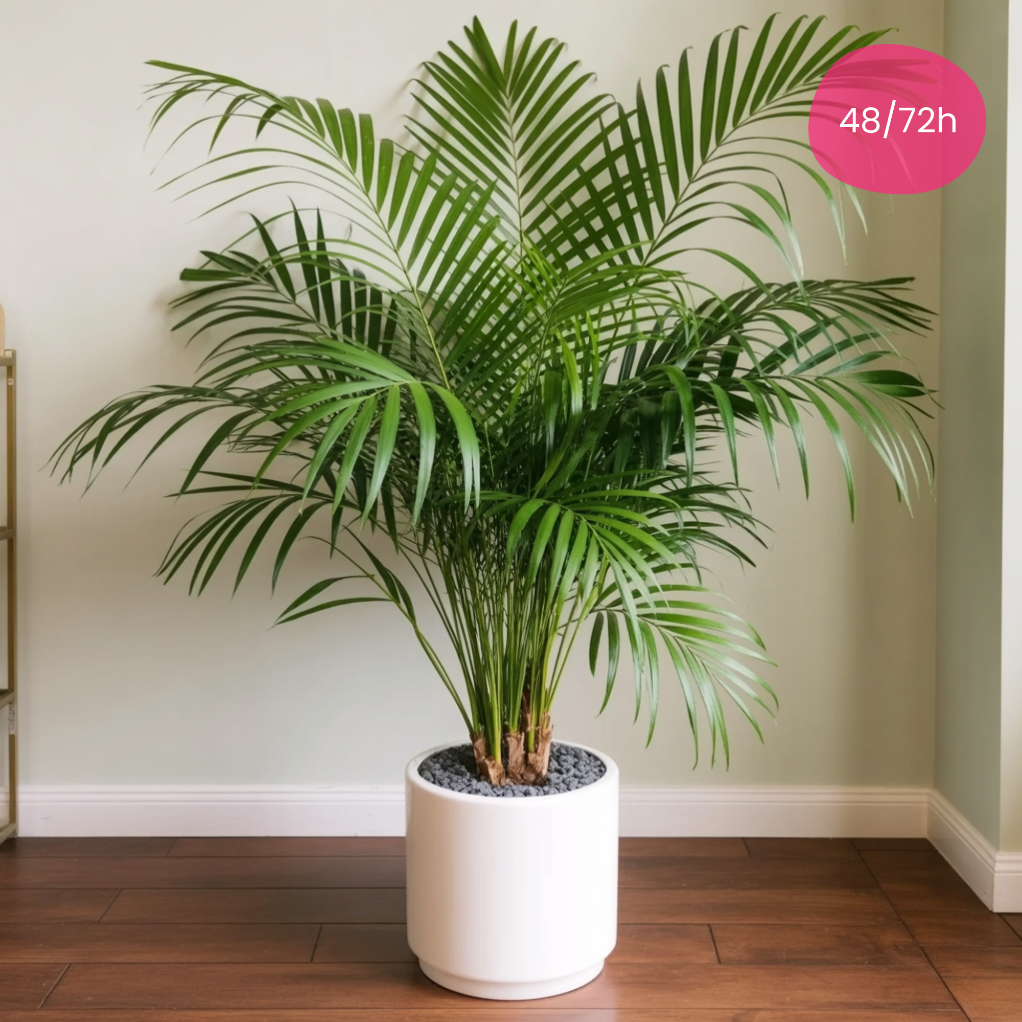 VERDE VITALE – Pianta Areca
