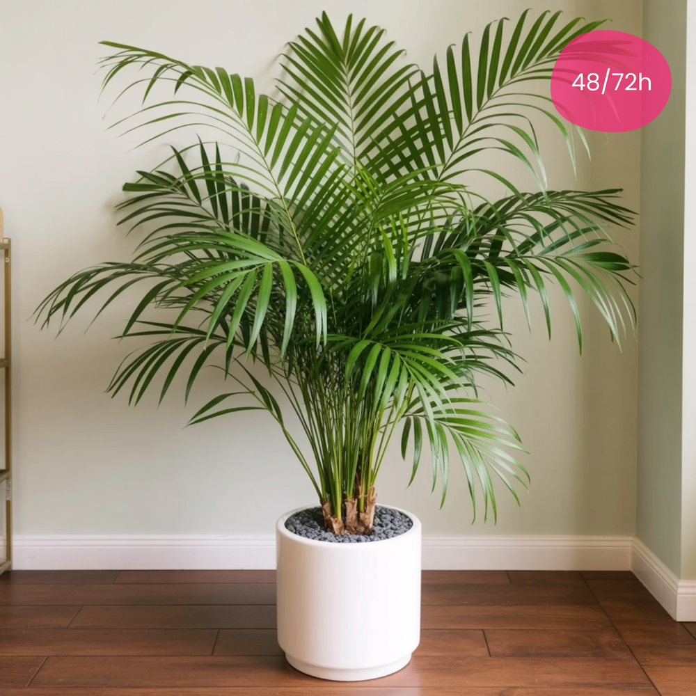 Pianta Areca piccola | Consegna Fiori a Domicilio per ANNIVERSARI, Compleanno, Festa del Papà, Festa della mamma, Inaugurazione, MATRIMONIO, Nascita, PIANTA, RINGRAZIAMENTI
