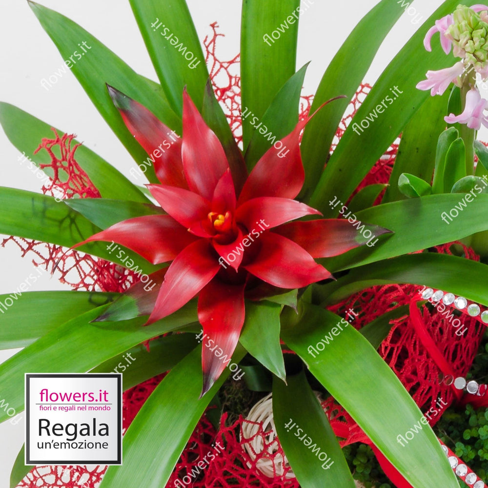 FANTASIA ESOTICA - Composizione con Guzmania - Pianta Guzmania rossa piccola. | Flowers Delivery Consegna Fiori a Domicilio