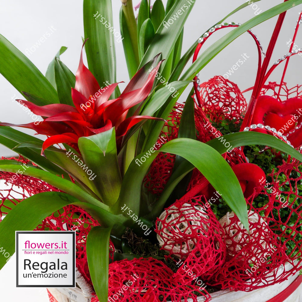 FANTASIA ESOTICA - Composizione con Guzmania - Pianta Guzmania rossa piccola. | Flowers Delivery Consegna Fiori a Domicilio