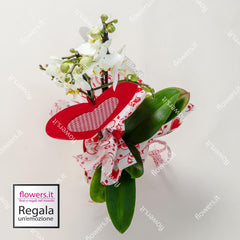 BEAUTY - Phalaenopsis orchids