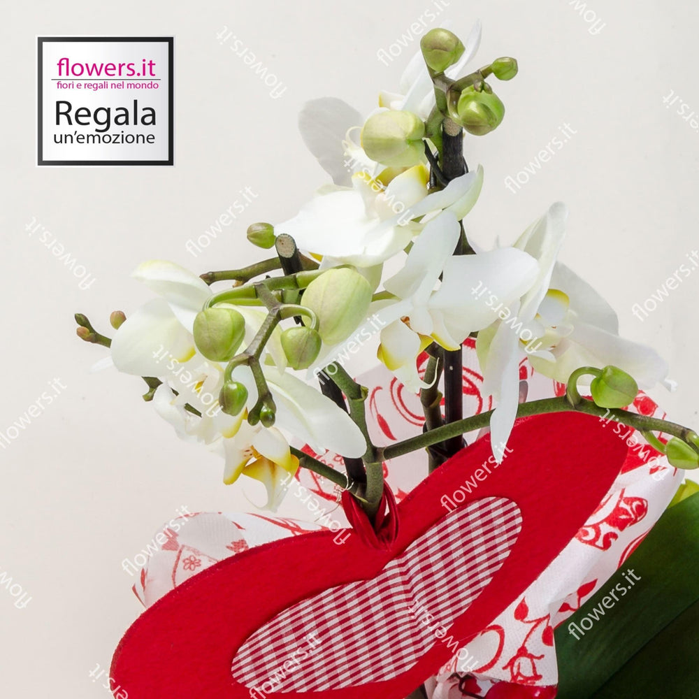 Pianta di orchidea classica. | Consegna Fiori a Domicilio per ANNIVERSARI, Compleanno, Festa del Papà, Festa della Donna, Festa della Mamma, Laurea, MATRIMONIO, PIANTA, TUTTE LE STAGIONI