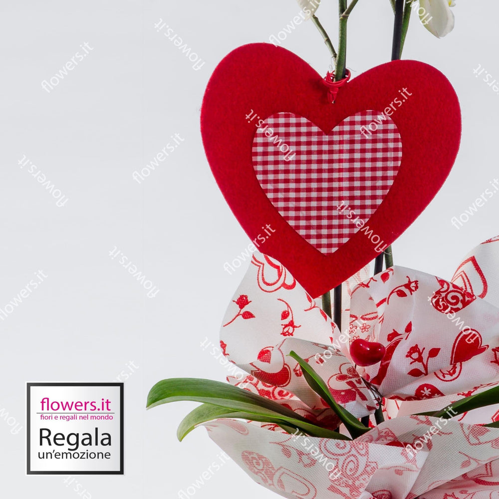Pianta di orchidea classica. | Consegna Fiori a Domicilio per ANNIVERSARI, Compleanno, Festa del Papà, Festa della Donna, Festa della Mamma, Laurea, MATRIMONIO, PIANTA, TUTTE LE STAGIONI