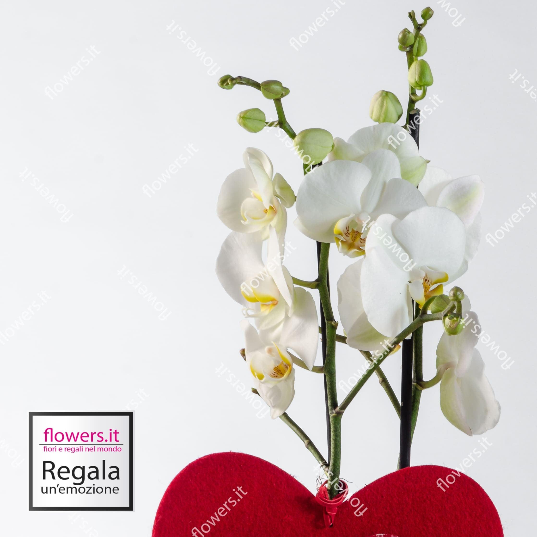 BELLEZZA -  Orchidee phalaenopsis