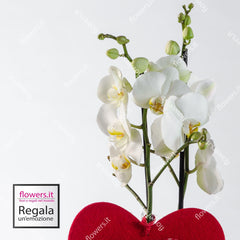 BEAUTY - Phalaenopsis orchids