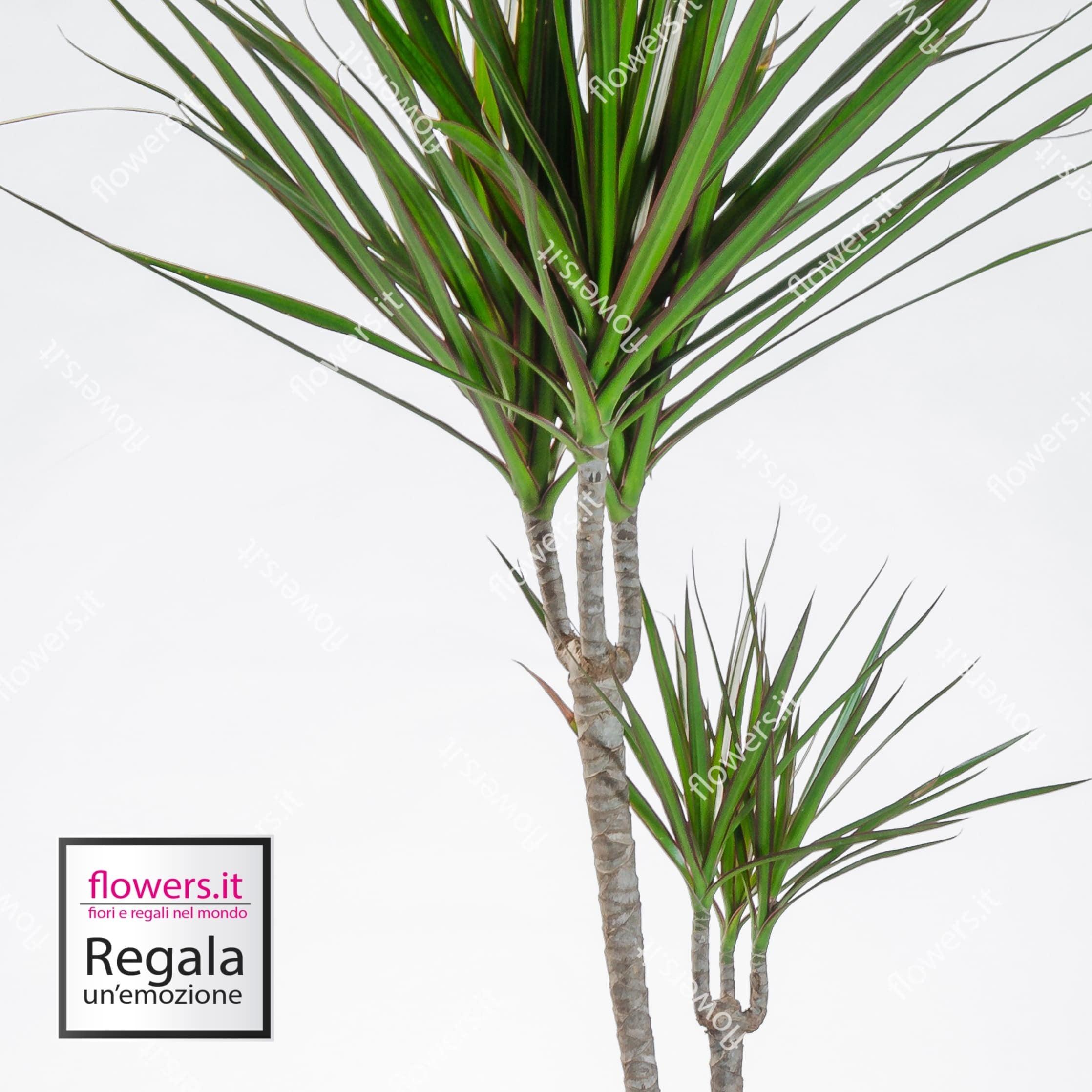 LONGEVITA' - Dracena