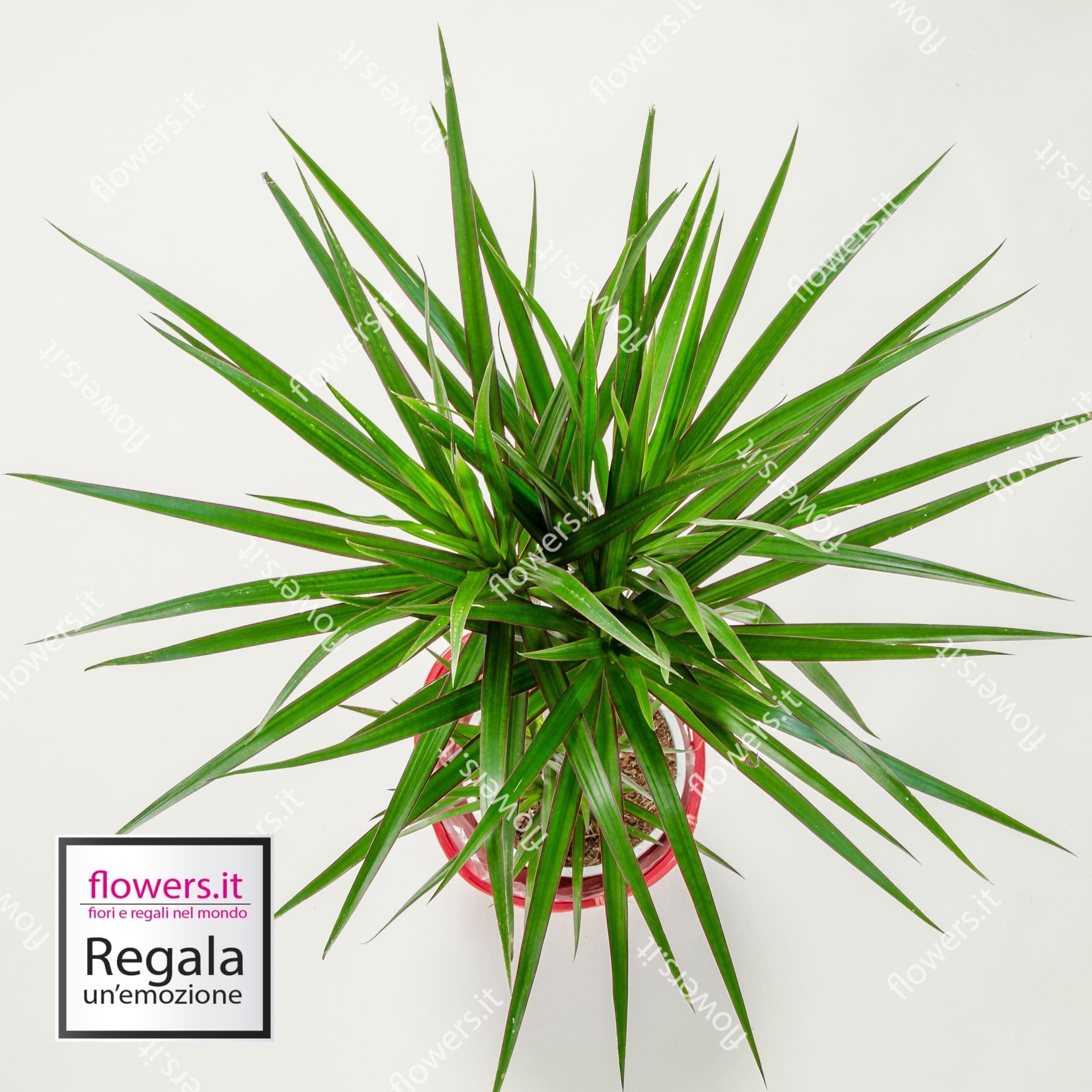 LONGEVITA' - Dracena