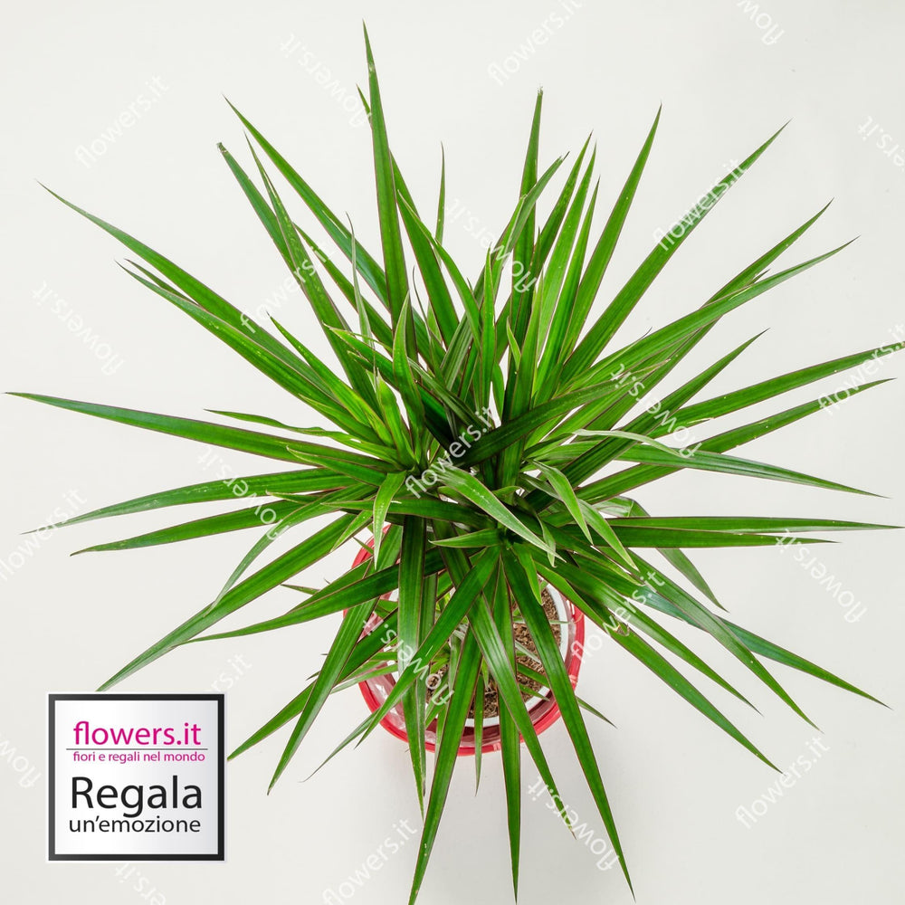 Pianta di dracena in tronco. | Consegna Fiori a Domicilio per ANNIVERSARIO, Compleanno, Festa del Papà, Festa della Mamma, MATRIMONIO, PIANTA