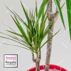 LONGEVITY - Indoor Dracaena Plant