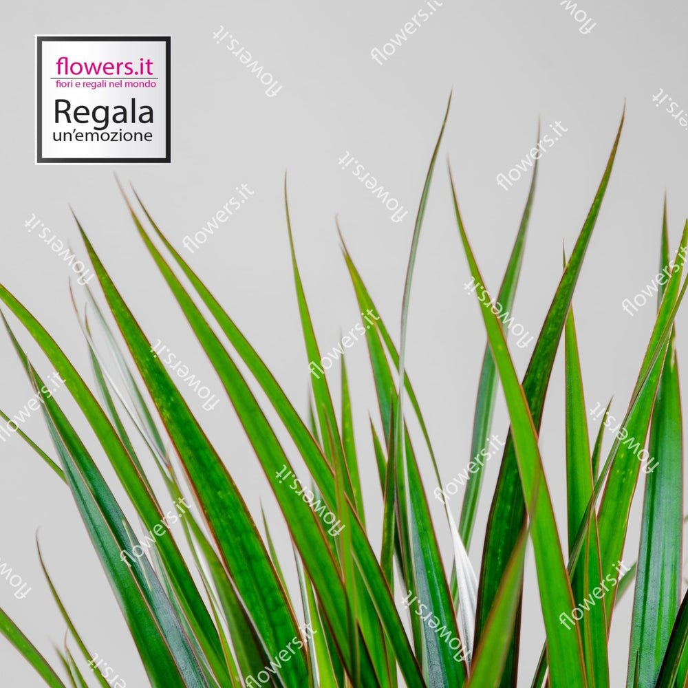 Pianta di dracena in tronco. | Consegna Fiori a Domicilio per ANNIVERSARIO, Compleanno, Festa del Papà, Festa della Mamma, MATRIMONIO, PIANTA