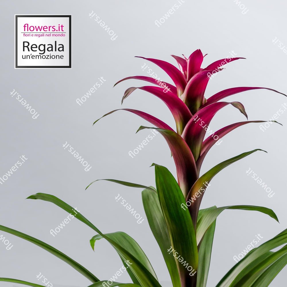Guzmania piccola. | Consegna Fiori a Domicilio per ANNIVERSARIO, Compleanno, Festa del Papà, Festa della Donna, Festa della Mamma, PIANTA