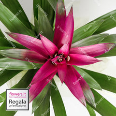 CHARM - Red Guzmania Plant