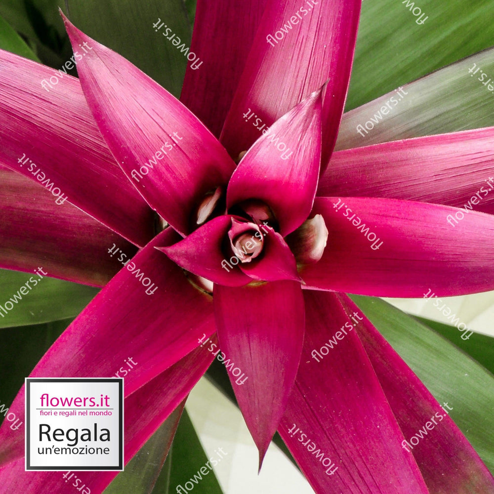 Guzmania piccola. | Consegna Fiori a Domicilio per ANNIVERSARIO, Compleanno, Festa del Papà, Festa della Donna, Festa della Mamma, PIANTA