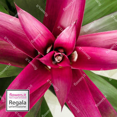 CHARM - Red Guzmania Plant