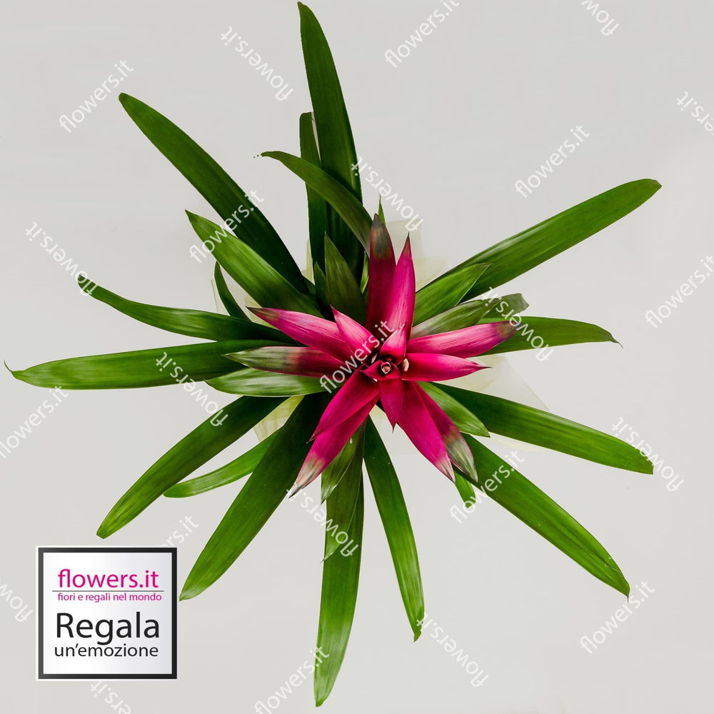 Guzmania piccola. | Consegna Fiori a Domicilio per ANNIVERSARIO, Compleanno, Festa del Papà, Festa della Donna, Festa della Mamma, PIANTA