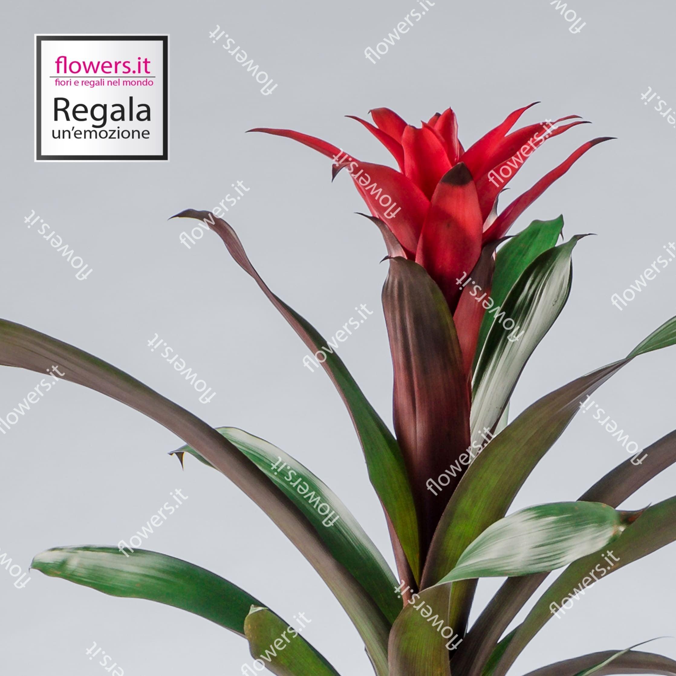 BELLEZZA TROPICALE - Guzmania rossa