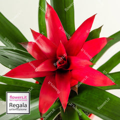 TROPICAL BEAUTY - Red Guzmania