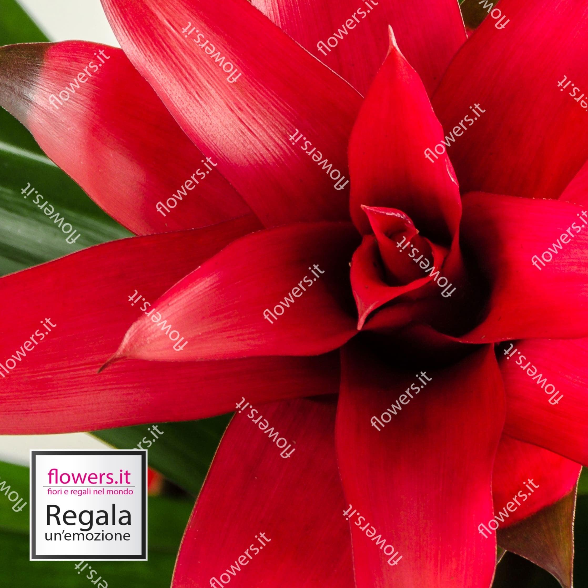 BELLEZZA TROPICALE - Guzmania rossa