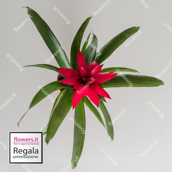 BELLEZZA TROPICALE - Guzmania rossa - Pianta di Guzmania semplice. | Flowers Delivery Consegna Fiori a Domicilio