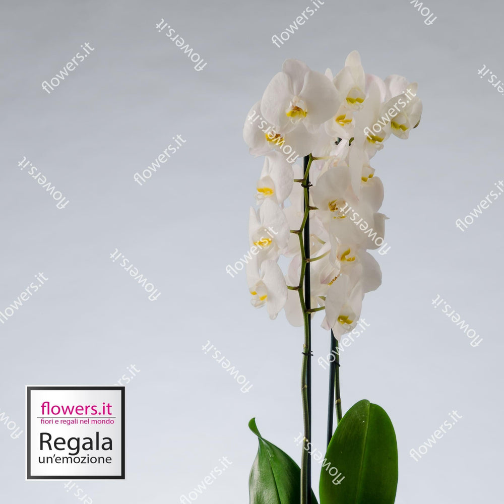Pianta di orchidea. | Consegna Fiori a Domicilio per ANNIVERSARIO, Compleanno, Festa del Papà, Festa della Donna, MATRIMONIO, Nascita, Nascite, Natale, PIANTA, TUTTE LE STAGIONI